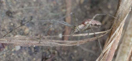 Tetragnatha sp.