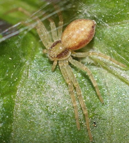 Philodromus sp.