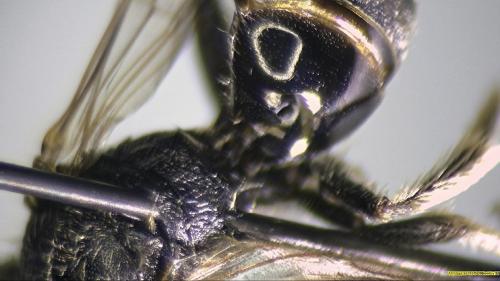 Lasioglossum fulvicorne