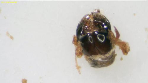 Andrena saxonica