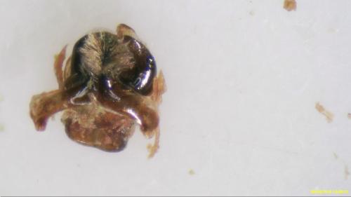 Andrena saxonica