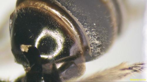 Lasioglossum fulvicorne