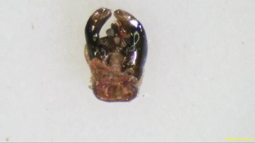 Réf. 202 181 : Andrena saxonica