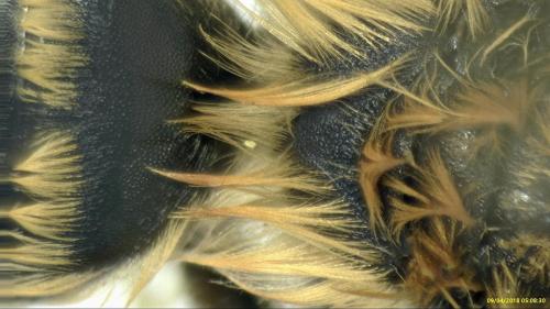Andrena flavipes