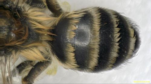 Andrena flavipes