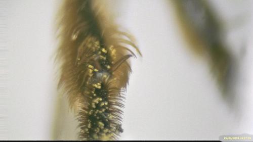 Réf. 202 253 : Andrena flavipes
