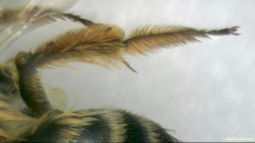 Andrena flavipes