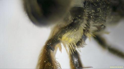 Andrena flavipes