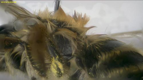 Andrena flavipes