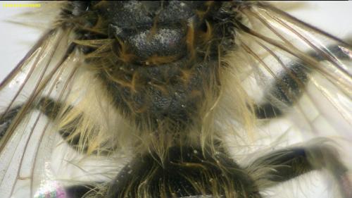 Andrena gravida