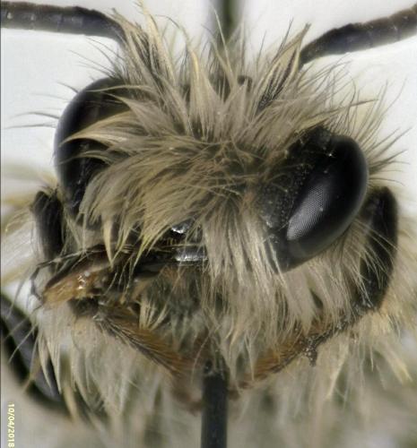 Andrena gravida