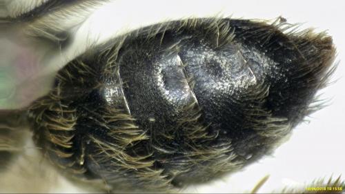 Andrena gravida