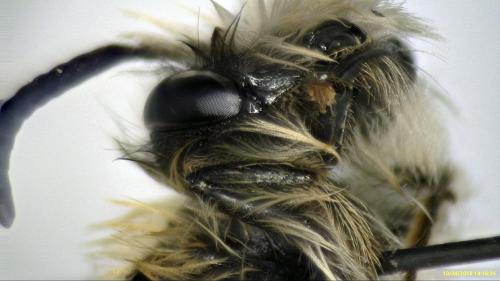 Andrena gravida