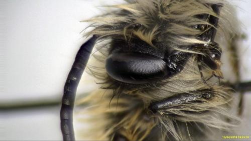 Andrena gravida