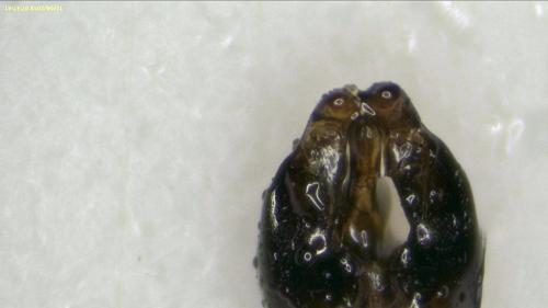 Andrena gravida