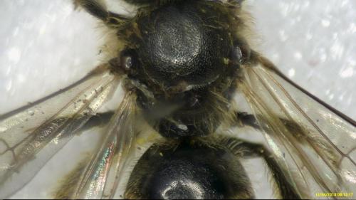 Lasioglossum sp.