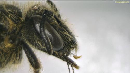 Lasioglossum sp.