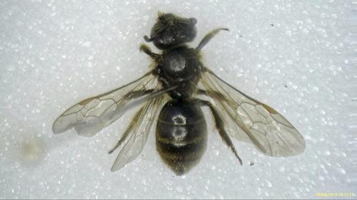 Lasioglossum sp.