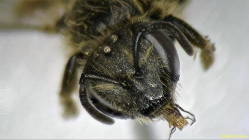 Lasioglossum sp.
