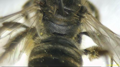 Lasioglossum sp.