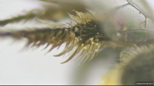 Lasioglossum sp.