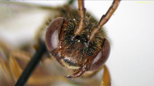 Nomada sp.