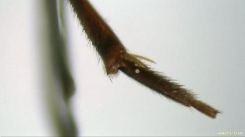 Nomada sp.