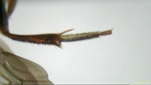Nomada sp.