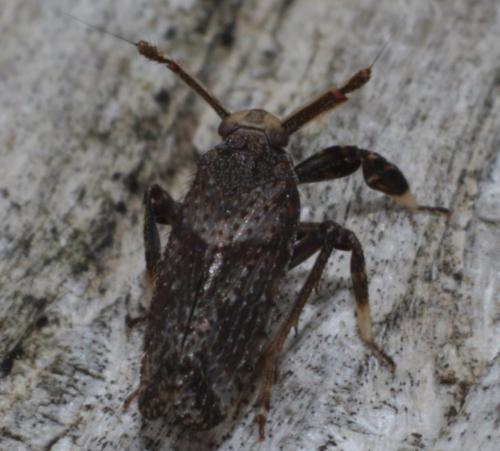 Réf. 202 534 : Asiraca clavicornis