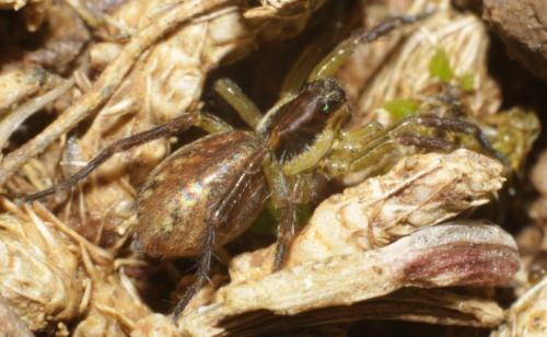 Hogna radiata