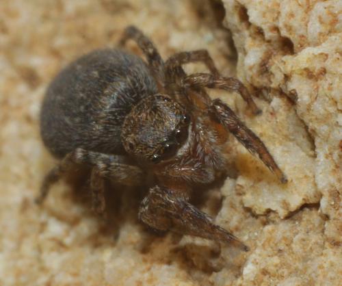 Réf. 202 925 : Euophrys rufibarbis