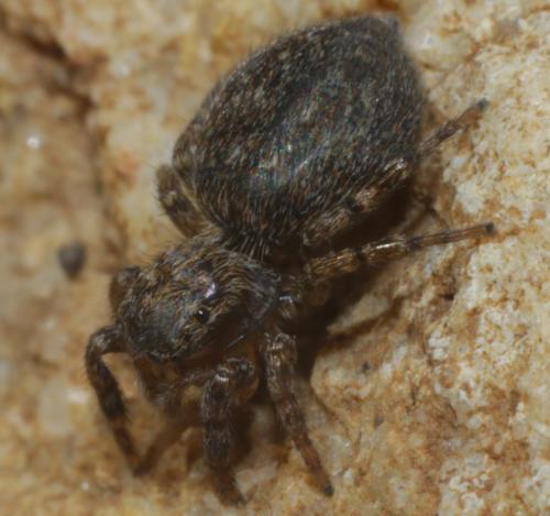 Réf. 202 924 : Euophrys rufibarbis
