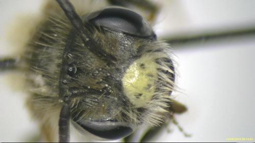 Andrena chrysosceles
