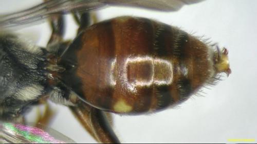 Nomada sp.