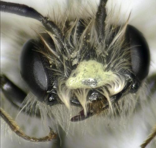 Réf. 202 571 : Andrena ventralis