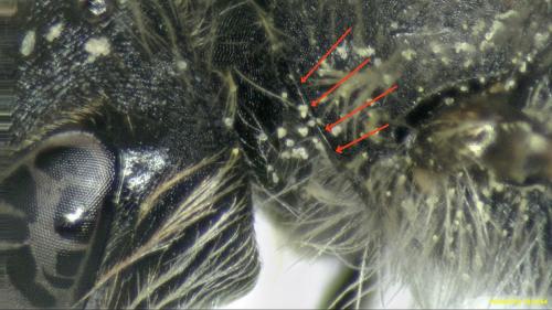 Andrena ventralis