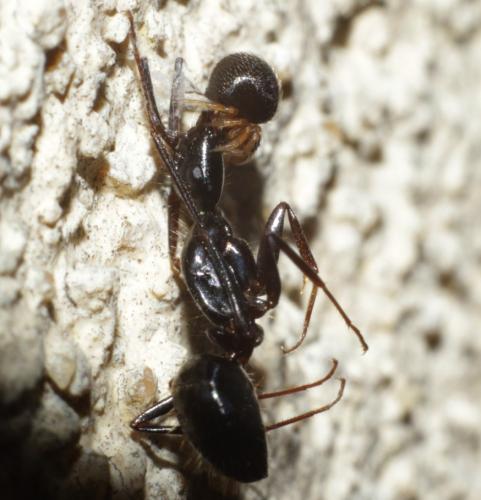 Réf. 202 965 : Lasaeola sp.