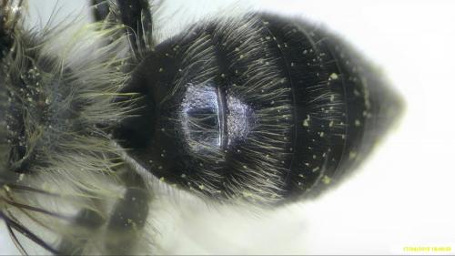 Andrena cineraria