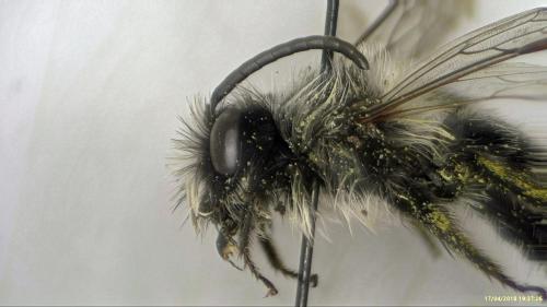Andrena cineraria