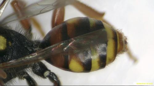 Nomada bifasciata