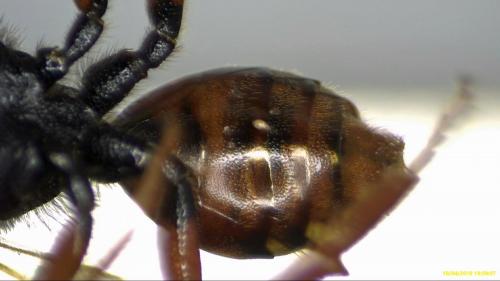 Nomada bifasciata