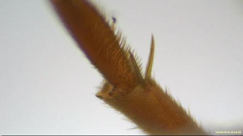 Nomada bifasciata