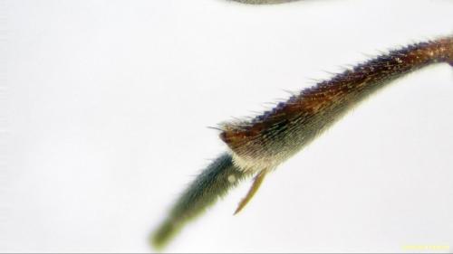 Nomada sp.