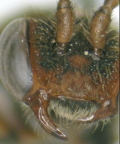 Nomada sp.