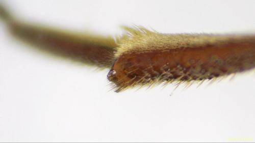 Nomada bifasciata