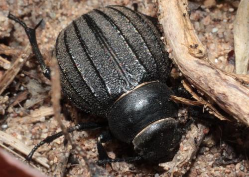 Réf. 202 825 : Pimelia muricata
