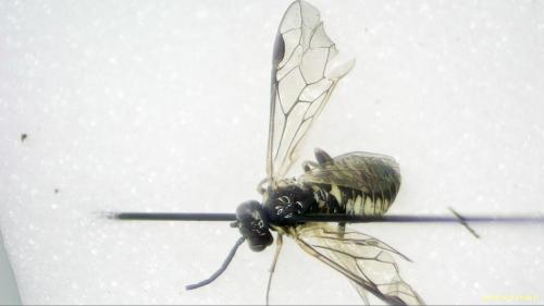 Empria sp.