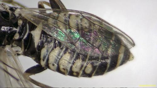 Empria sp.