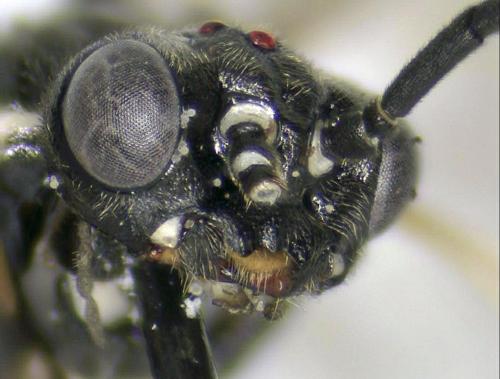 Empria sp.