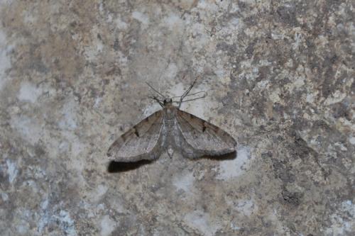 Eupithecia sp.